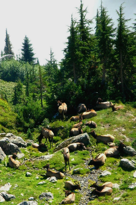 Herd of twenty-two Roosevelt Elk lounging in sunny subalpine Olympic National Park wilderness above the valley fog