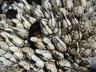Two darker-colored California Mussels among a bed of lighter-colored Goose Barnacles