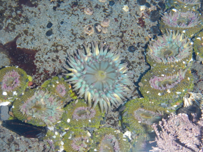Pink-tipped Aggregating Anemones touching each other in a tidepool with pink coraline algae coating much of the rocky surfaces