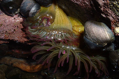 Aggregating Anemone with pink-tipped tentacles outspread underwater