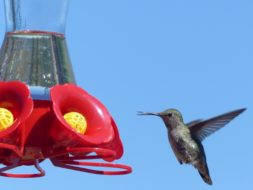 A pale green female Anna's hummingbird hovers next to a red hummingbird with its beak open