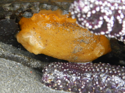This is either a Monterey Dorid or Sea Lemon, it is difficult to distinguish when it is not underwater