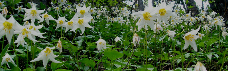 Extensive patch of Avalanche Lily, a beautiful white flower with yellow centers