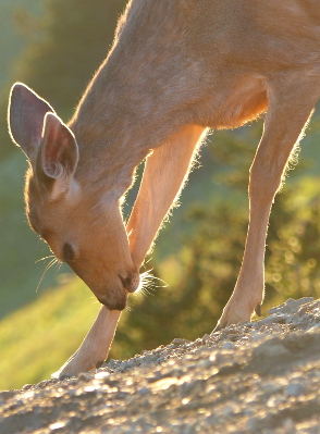 Closeup of a backlit Columbian Black-tailed Deer bending down to groom her leg