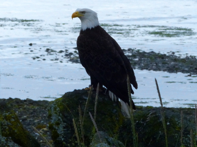 An adult Bald Eagle sits on a rock with the Salish Sea in the background