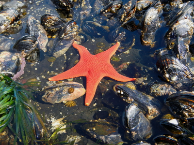 The Vermillion Star is an uncommon bright orange star found during a low tide on Washington State ecotourism adventures
