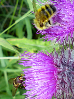 The flower of the higher thistle flower is being pollinated by a bee while the lower thistle flower is being pollinated by a fly mimicking a bee