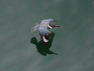 Overhead view of a Belted Kingfisher flying low over the water
