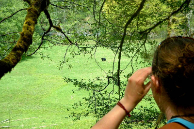 Partial shot of hiker viewing a distant but very large Black Bear in a meadow with binoculars