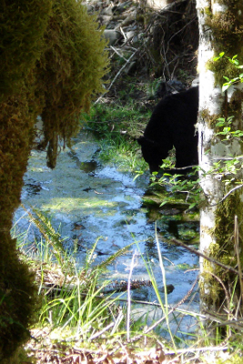 Head and shoulder shot of bear grazing on Elwha River vegetation with a mossy bank and tree framing the shot