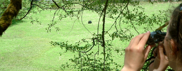 A participant is in the corner of the image with binoculars showing you the view of an expansive green meadow with a black bear grazing in the middle