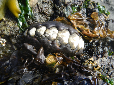 A large leathery black chiton with white diamond shaped plates running down the center clings to a rock covered in seaweed