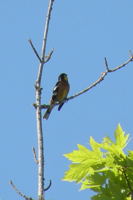 Black-headed Grosbeak singing on the dead branch of a maple tree