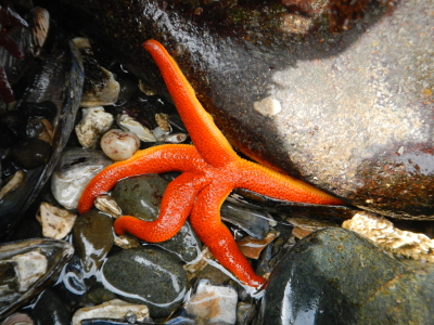 Close-up of a bright orange Blood Star on pebbles 