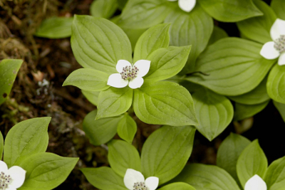 A group of bunchberry with the central flowering plant in focus