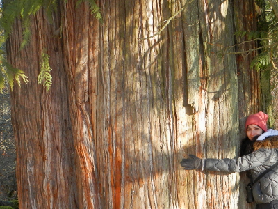 A woman hugs an old-growth Western Red Cedar tree that significantly larger than her armspan