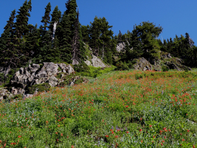Large field of red columbine and bluebells with stunted subalpine conifers and blue sky in the background