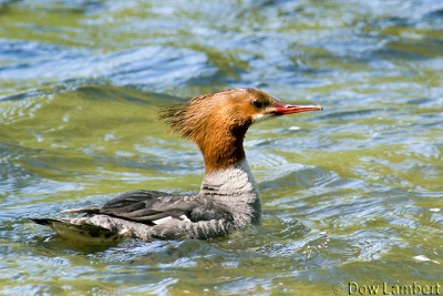 Close-up shot of a female merganser on the water