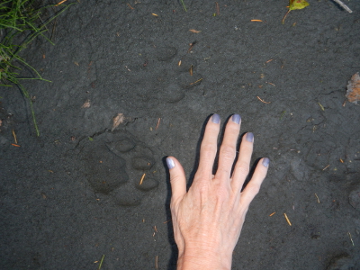 Renee's hand with purple nail polish above a mountain lion track in the newly deposited Elwha River sediment