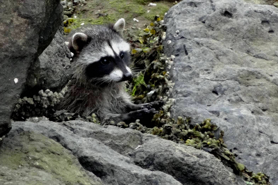 Raccoon partially hidden on a rocky shore feeding with its small dexterous hands