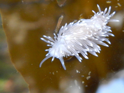 Closeup of a white Cuthona divae, a species of nudibranch