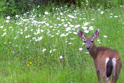Black-tailed deer with clear view of all black tail in a meadow full of daisies