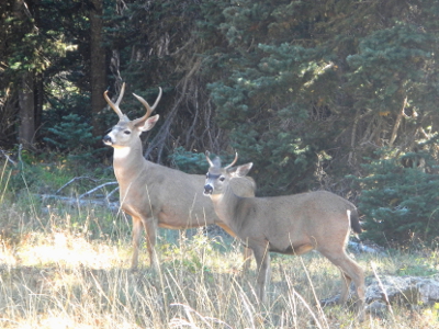 Two male Black-tailed Deer stand in an alert pose in a subalpine meadow in Olympic National Park