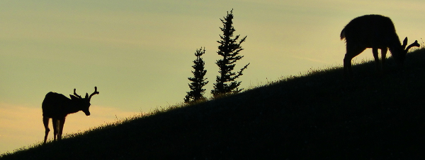 Silhouettes of two trees and two male Columbian Black-tailed deer, one is looking up and the other is actively grazing in a meadow
