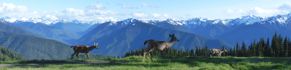 Three Columbian black-tailed deer wander across a lush green meadow at Hurricane Ridge with the Olympic Mountains in the distance