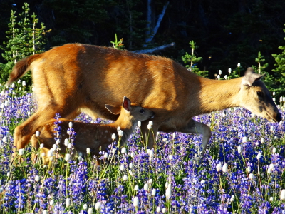 Close-up of a mother deer and her fawn walking through tall blue lupine as seen while visiting Hurricane Ridge