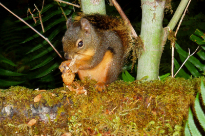 A super cute Douglas Squirrel eating a conifer cone makes for great Olympic National Park wildlife viewing