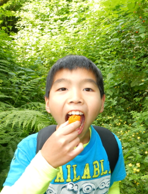 A boy pauses for a photo of him placing a very large yellow salmonberry in his mouth