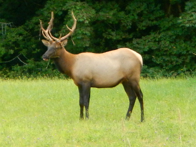 An 8-point bull Roosevelt Elk grazes in a meadow on private property near the Elwha River watershed