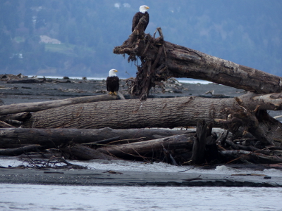 Two adult bald eagles sit perched on top of a log jam at the mouth of the Elwha River