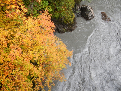 Contrasting dark grey sediment enriched Elwha River against the bright yellow fall leaves of the Vine Maple