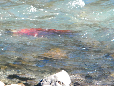 A bright red salmon is pictured underwater swimming against the current of the Elwha River