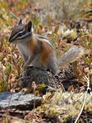 The endemic Olympic Chipmunk, which has very defined gray haunches, sits on top of a rock in a subalpine meadow on the Olympic Peninsula