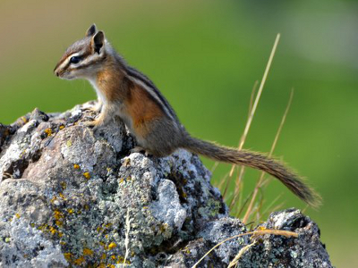 A close-up profile shot of the endemic Olympic Chipmunk as seen on an Olympic Peninsula hike shows how its coat goes from red to gray as you move down its body