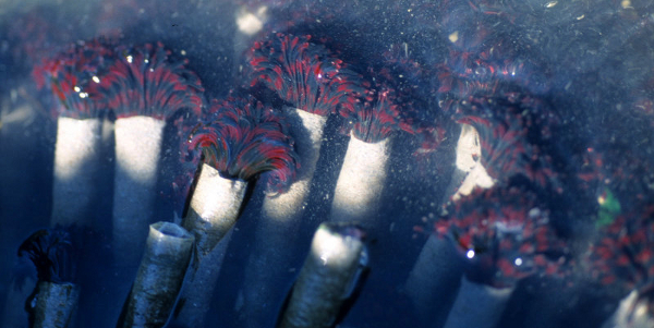 The red and purple feather duster-looking worms are feeding outside their calcareous tubes underwater 