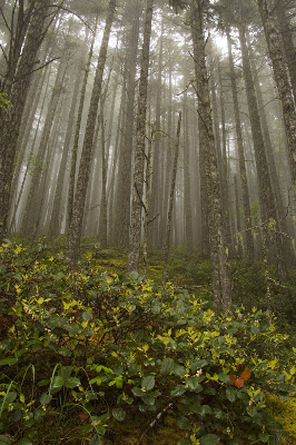 Salal and Red Alder forests pictured in the fog help to show the glory of Olympic National Park under variable weather conditions