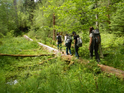 Four hikers with backpacks on a Washington State ecotourism adventure with lot of green vegetation