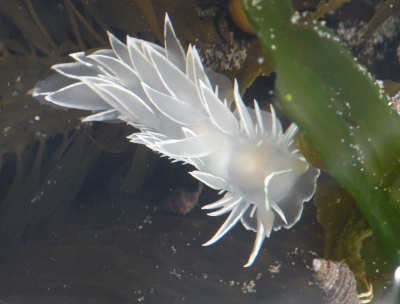 The certata of the white Frosted Nudibrach are outlined by a brighter white color