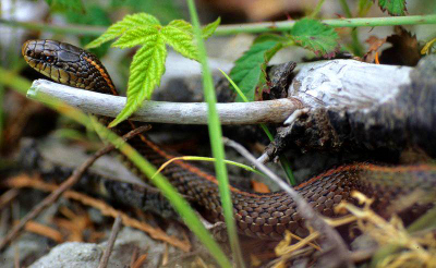 Close-up of the upper half of a garter snake, with has reddish-brown stripe down its dorsal side