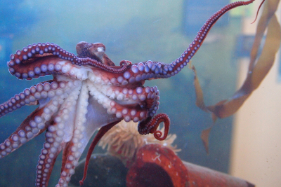 Giant Pacific Octopus as seen in aquarium because we were too stunned to get a photograph