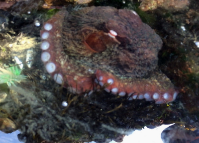 A very large Giant Pacific Octopus showing its large body behind its gleaming white eyes and large white suction cups on two long tenticles
