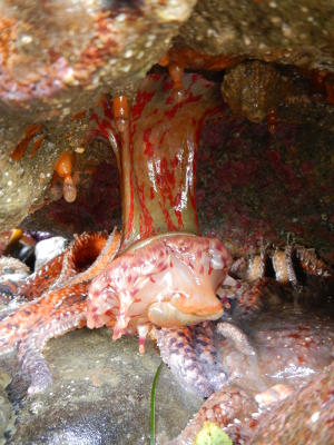 A large yellow and red stripped anemone with a bulbous white and red speckled bottom hangs down from a rock over a large starfish