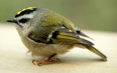 Close-up of a Golden-crowned Kinglet, a small grayish yellow bird with a yellow crown bordered in black