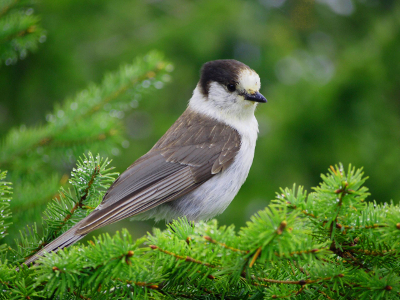 Profile shot of a Gray Jay sitting on a conifer branch