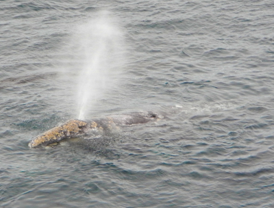 A Gray Whale covered in barnacles is pictured surfacing and actively blowing water vapor out of its double blow holes