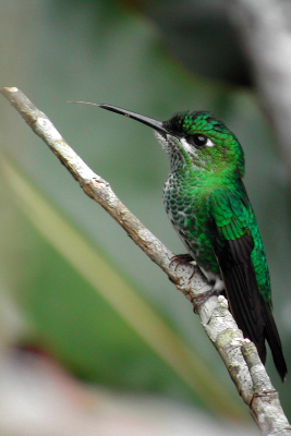 Female Green-crowned Brilliant Hummingbird perched with its tongue sticking out